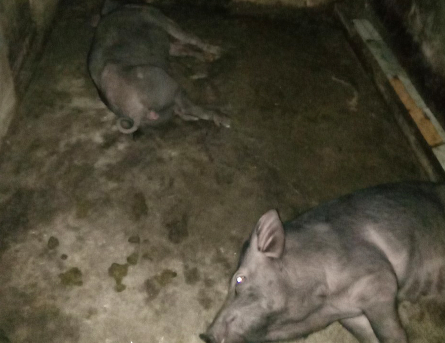 Sét đánh khiến 2 con lợn, 1 con trâu của người dân xã Quang Minh, Bắc Quang bị thiệt hại.

