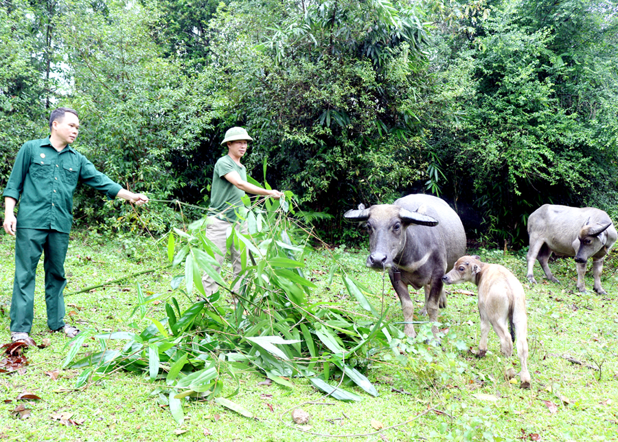 Cựu chiến binh Lục Văn Oanh (đội mũ) chăm sóc đàn trâu.
