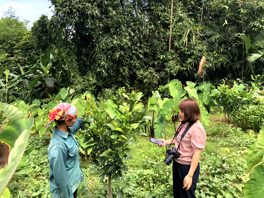 Phóng viên Báo Hà Giang tìm hiểu chương trình cải tạo vườn tạp tại xã Tùng Bá (Vị Xuyên).					 Ảnh: PV