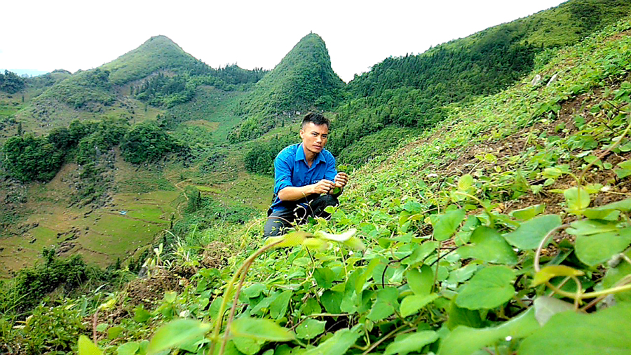 Đoàn viên Vàng Seo Bình chăm sóc cây Đẳng sâm.
