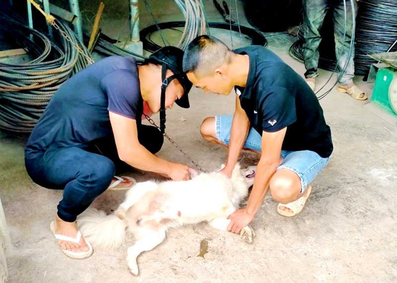 Cán bộ thú y xã Phố Cáo (Đồng Văn) tiêm vắc xin phòng dại cho vật 