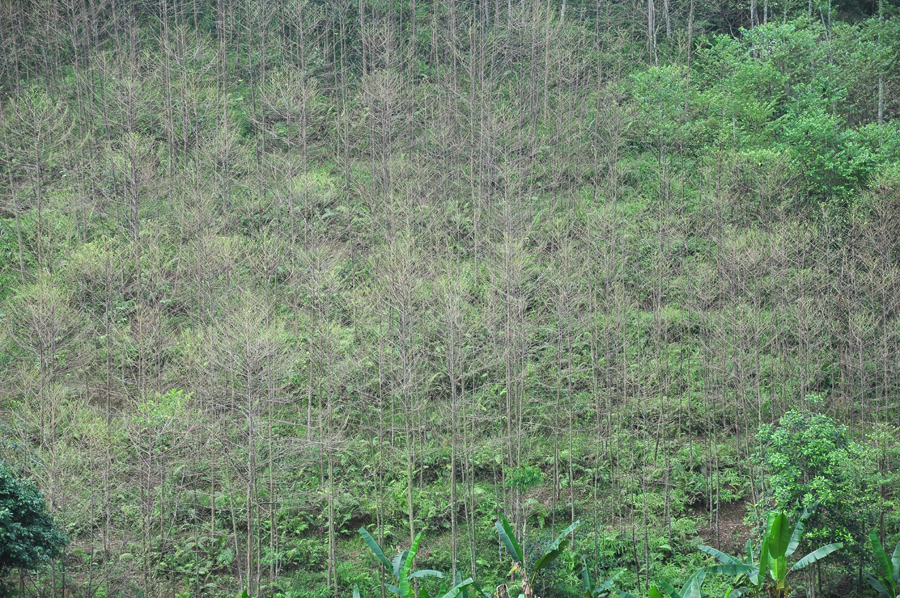 Hàng chục ha rừng bồ đề ở xã Tiên Kiều bị sâu lạ gây hại. 