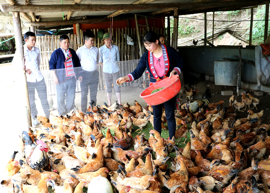 Dự án liên kết chăn nuôi gà thả vườn theo chuỗi giá trị tại xã Hồ Thầu (Hoàng Su Phì).

