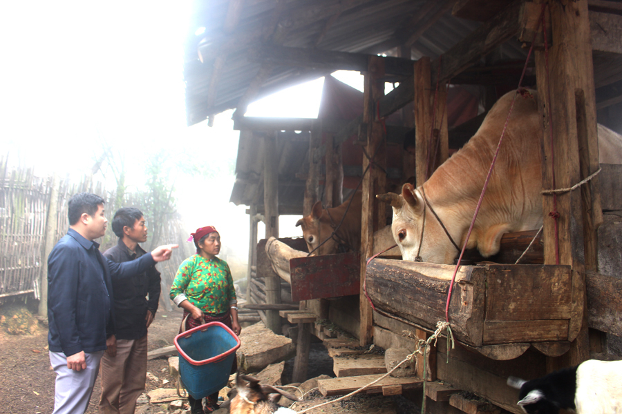 Phát triển chăn nuôi giúp gia đình ông Vàng Mí Cấu, thôn Tả Giao Khâu có thu nhập ổn định.
