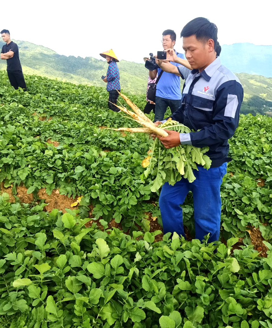 Cán bộ Công ty TNHH Việt Nam Misaki kiểm tra diện tích trồng củ cải ở xã Xín Mần.
