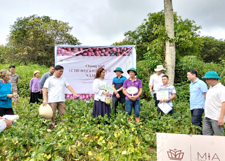 Các đơn vị phối hợp tổ chức thu hoạch đậu đỏ tại xã Đông Minh (Đức Hiệp)
