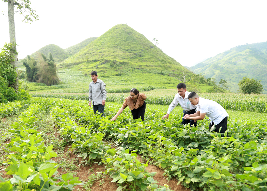 Lãnh đạo xã Đông Minh kiểm tra mô hình thí điểm liên kết trồng cây Đậu đỏ xuất khẩu