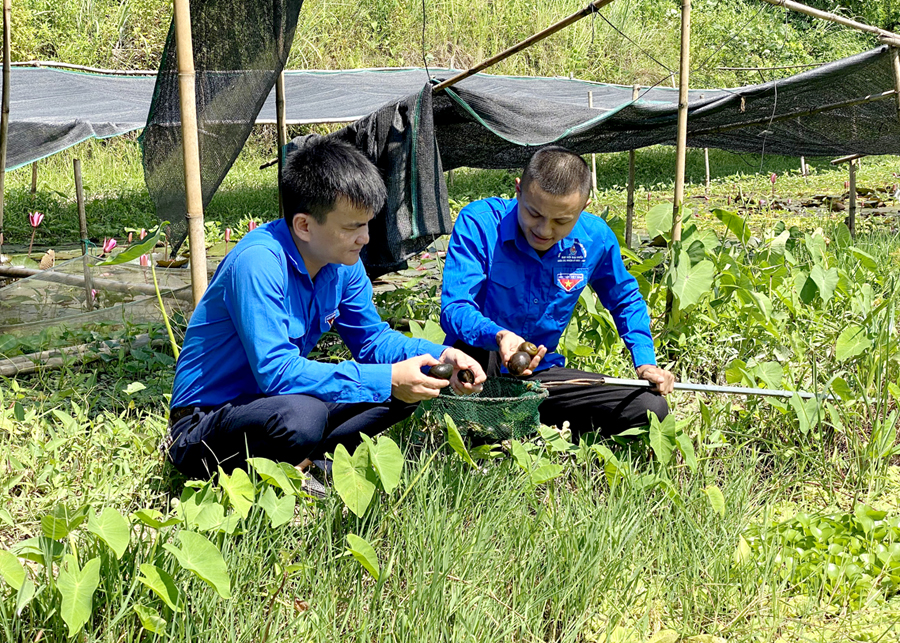 Mô hình nuôi Ốc nhồi của đoàn viên Nguyễn Tiến Dũng (phải), tổ 2, thị trấn Việt Lâm.
