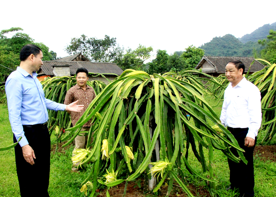 Mô hình trồng và chăm sóc cây Thanh long của thôn Yên Thượng, xã Vĩ Thượng (Quang Bình).
