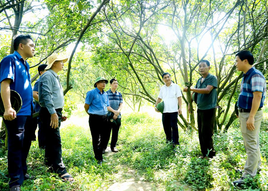 Lãnh đạo Sở Nông nghiệp và PTNT cùng các chuyên gia và huyện Bắc Quang khảo sát tình trạng bệnh vàng lá tại xã Vĩnh Hảo.
