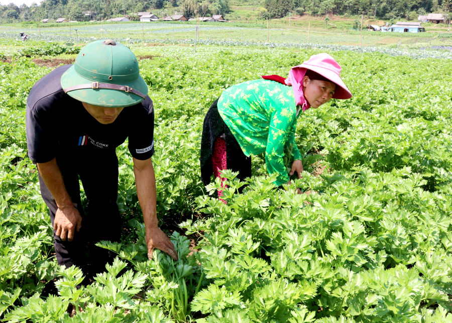 Diện tích trồng rau Cần tây của Công ty TNHH Xuất, nhập khẩu Hải Phong liên kết với người dân trồng tại xã Quyết Tiến.					 Ảnh: LÊ HẢI
