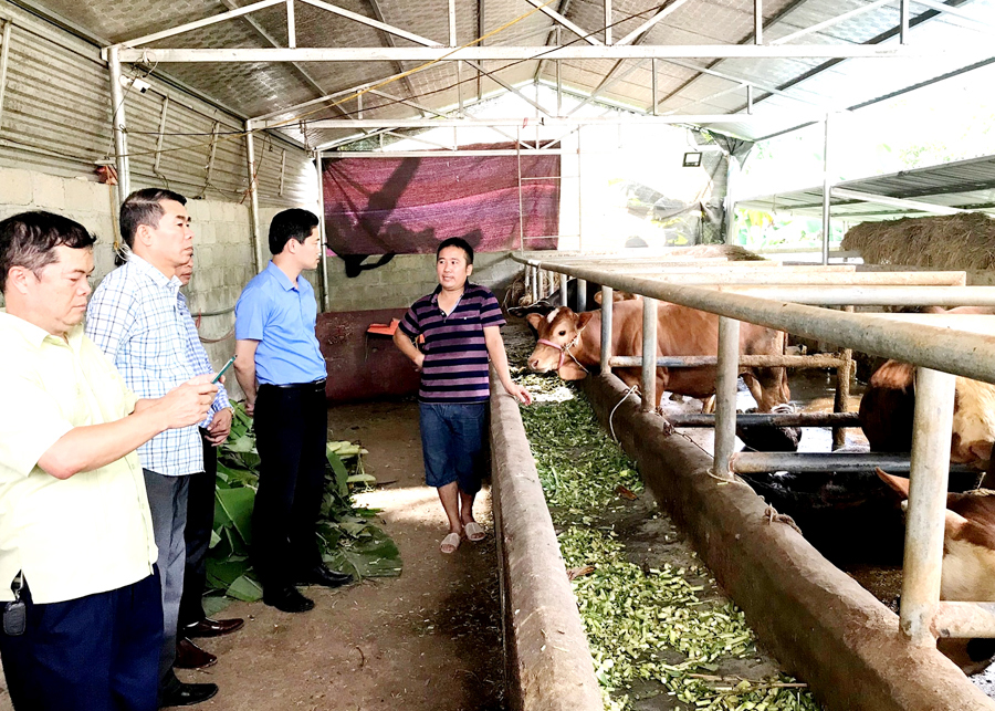 Trưởng Ban Tuyên giáo Tỉnh ủy Vũ Mạnh Hà thăm mô hình chăn nuôi bò vỗ béo tại xã Hữu Vinh.
