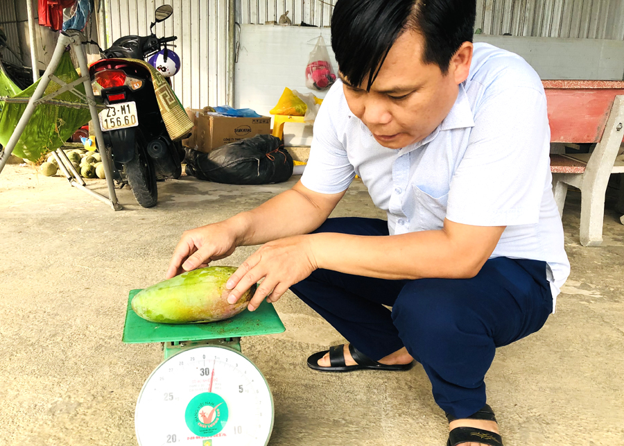 Cán bộ chuyên môn kiểm tra trọng lượng quả xoài Đài Loan.