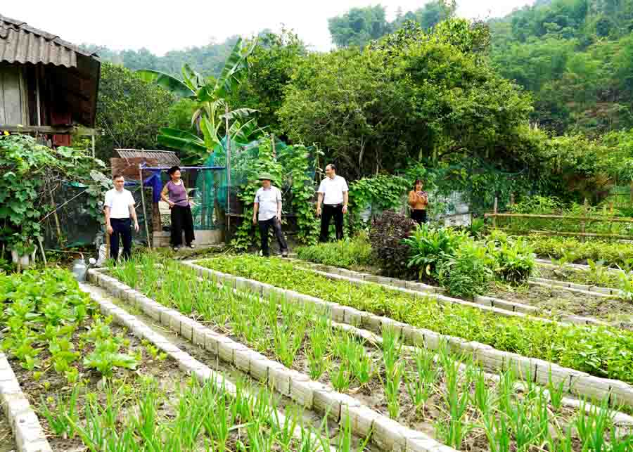 Lãnh đạo huyện Hoàng Su Phì kiểm tra mô hình cải tạo vườn tạp tại xã Thông Nguyên.
