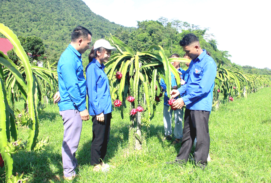 Đoàn viên thanh niên xã Phong Quang (Vị Xuyên) phát triển mô hình trồng Thanh long, mang lại thu nhập ổn định.                        