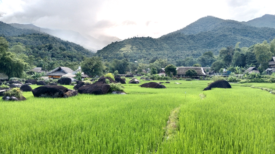 Vẻ đẹp của đồng lúa xanh ở thôn Hạ Thành, xã Phương Độ, thành phố Hà Giang.