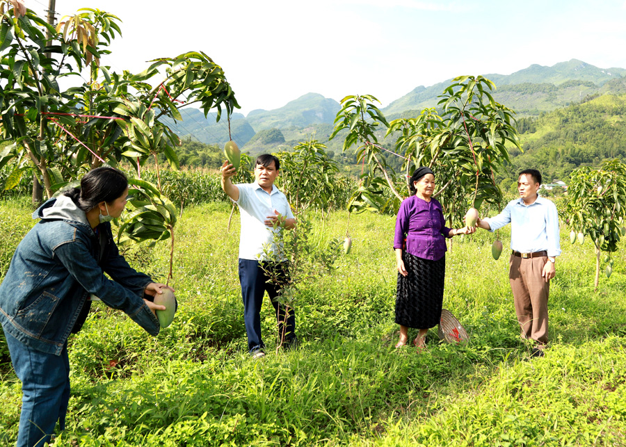Lãnh đạo phòng Nông nghiệp và PTNT huyện Yên Minh và xã Hữu Vinh kiểm tra vườn xoài Đài Loan được hỗ trợ năm 2019.