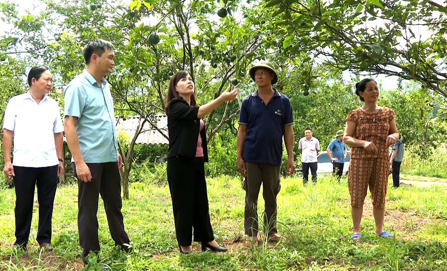 Đồng chí Lý Thị Lan thăm vườn cam của gia đình ông Hà Văn Huy, xã Việt Lâm.

