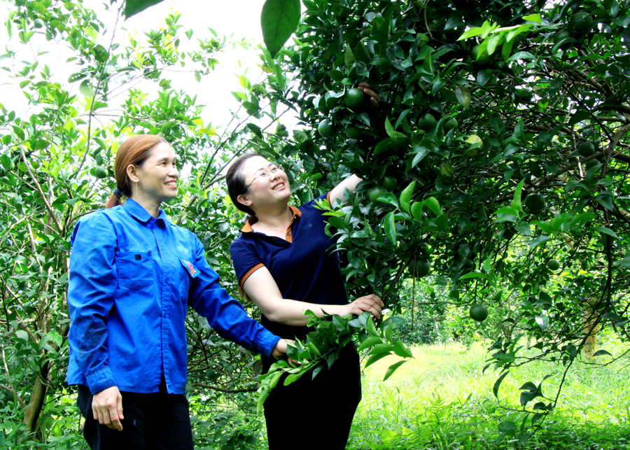 Vườn cam Sành được trồng, chăm sóc theo tiêu chuẩn VietGAP của gia đình chị Tô Thị Chiên, thôn Thượng, xã Vĩ Thượng.
