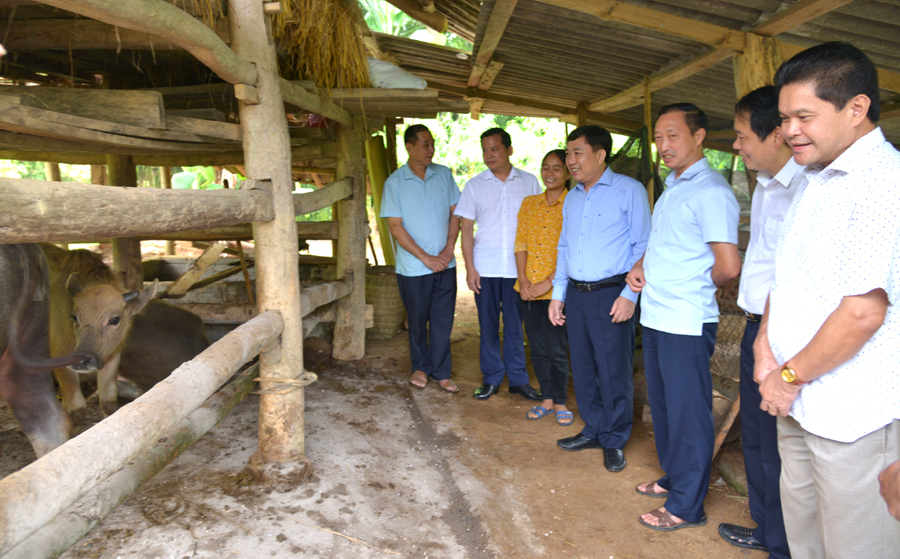 Phó Bí thư Tỉnh ủy Nguyễn Mạnh Dũng thăm mô hình chăn nuôi trâu tập trung của gia đình anh Hoàng Văn Hướng, thôn Bản Qua 2.
