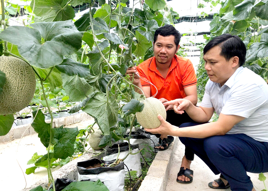 Mô hình trồng dưa của Hợp tác xã Ngọc Bích, thị trấn Yên Minh (Yên Minh) giúp người nông dân tham gia có thu nhập ổn định.
