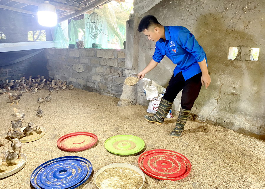 Anh Lù Văn Trường, thôn Trang, xã Trung Thành phủ trấu làm đệm lót cho đàn gà.