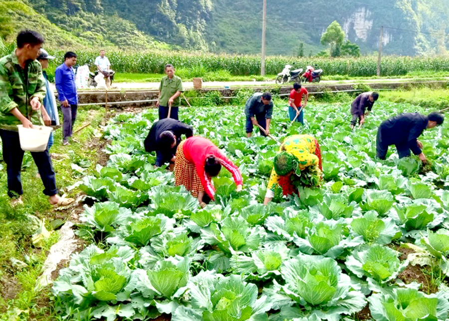 Người dân xã Phố Là (Đồng Văn) chuyển đổi trồng ngô sang trồng bắp cải mang lại hiệu quả kinh tế cao.
