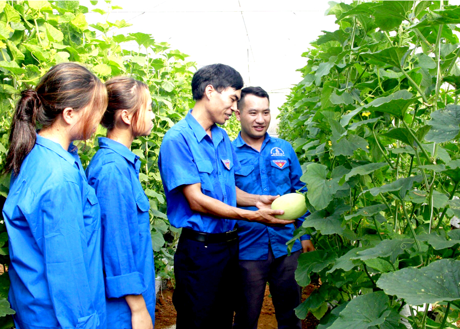 Ứng dụng KHCN giúp Hợp tác xã Thanh niên Phương Tiến (Vị Xuyên) tạo ra sản phẩm nông sản sạch, an toàn.
