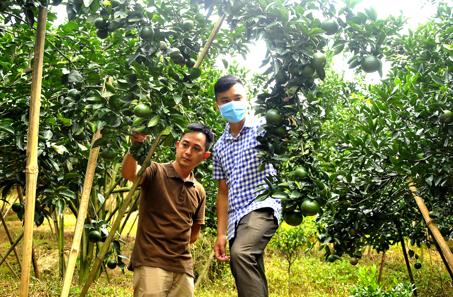Ứng dụng KHCN vào trồng, chăm sóc giúp người dân Bắc Quang nâng cao giá trị sản phẩm cam.
