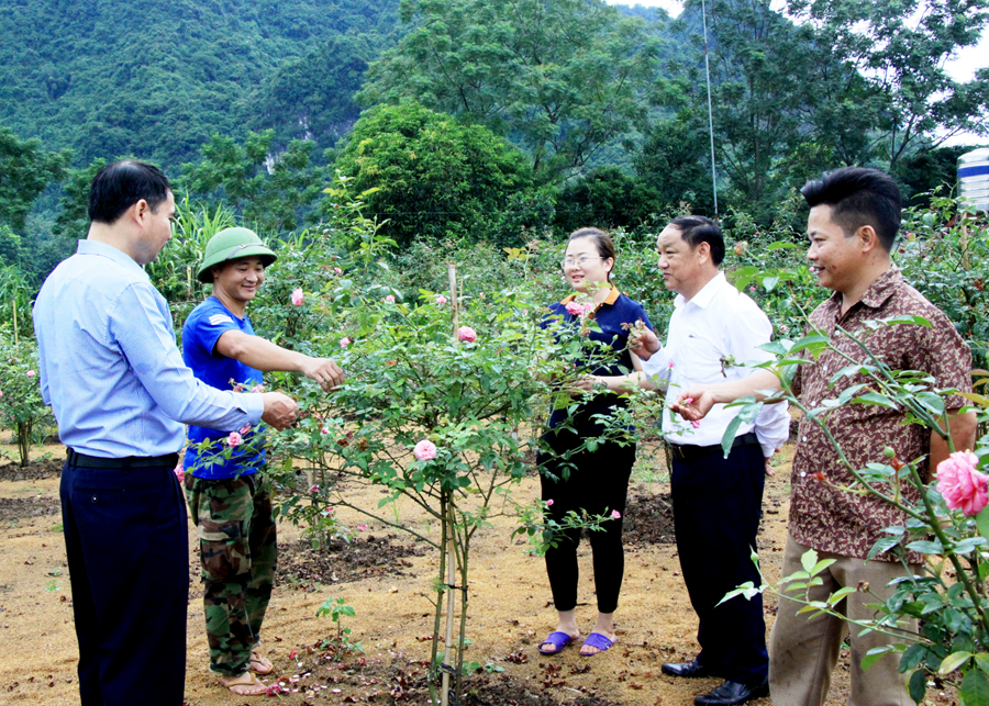 Lãnh đạo huyện Quang Bình thăm, kiểm tra mô hình trồng hoa, cây cảnh của gia đình anh Nguyễn Xuân Hải (thứ 2 bên trái), thôn Yên Thượng, xã Vĩ Thượng.