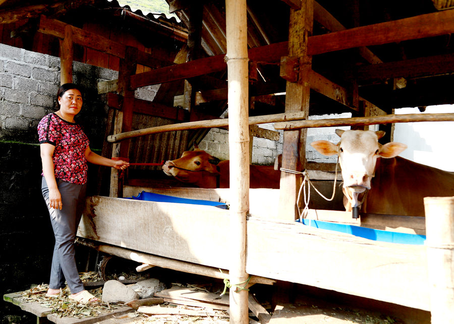 Định hướng phát triển chăn nuôi bò vỗ béo được người dân Đường Thượng hưởng ứng. 		Ảnh: DUY TUẤN
