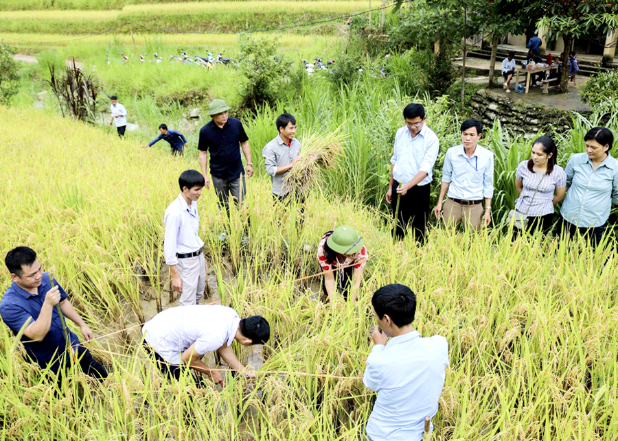 Lãnh đạo huyện Hoàng Su Phì thăm đồng, cùng bà con nông dân kiểm tra năng suất, sản lượng lúa. 				Ảnh: Tư liệu