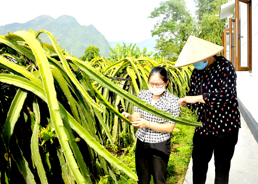 Người dân xã Đồng Yên trồng, chăm sóc cây thanh long, nâng cao thu nhập cho gia đình.
