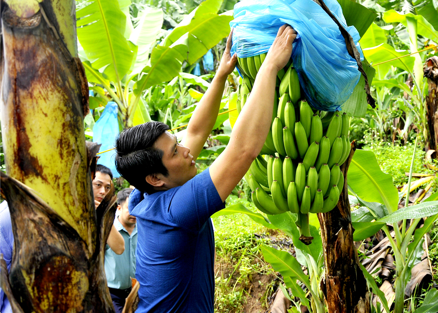Ứng dụng KHCN vào trồng chuối xuất khẩu giúp người dân xã Bản Ngò (Xín Mần) nâng cao đời sống.

