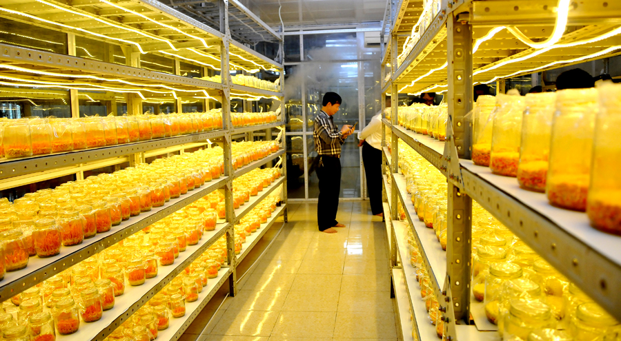 Khu nuôi trồng nấm Đông trùng hạ thảo của Chi nhánh Công ty Cổ phần Phát triển Nông lâm nghiệp và Môi trường Việt Nam.
