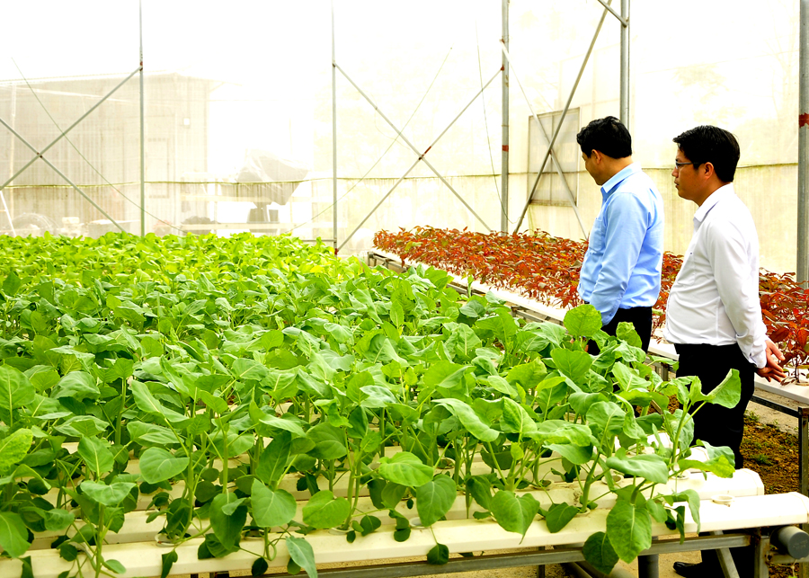 Hợp tác xã Ngọc Bích (Yên Minh) thực hiện mô hình trồng rau thủy canh mang lại giá trị kinh tế cao.
