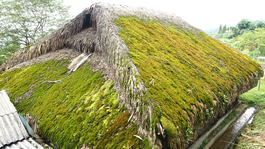 Những mái nhà được phủ rêu phong tạo nên nét hoang sơ...

