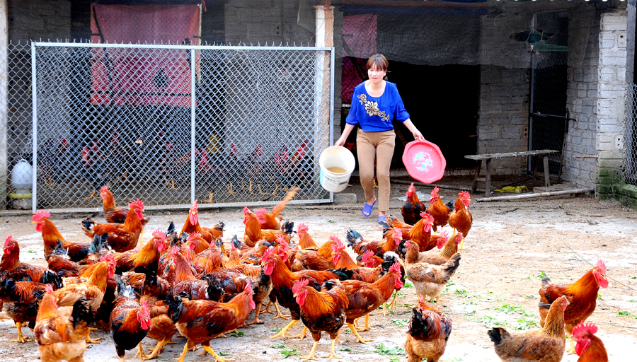 Sử dụng các chế phẩm sinh học trong chăn nuôi gà hàng hóa giúp người dân thị trấn Việt Lâm (Vị Xuyên) nâng cao thu nhập.
