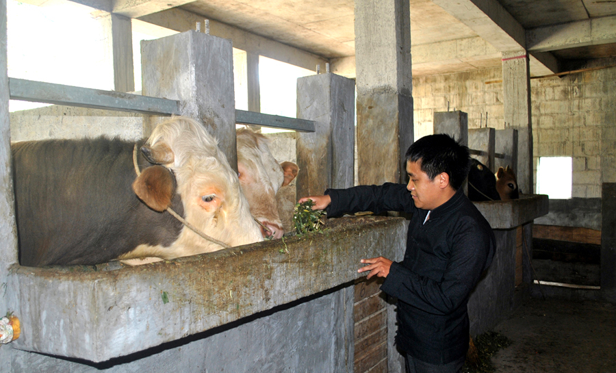 Gia đình đảng viên Thào Mí Nô, thôn Thài Phìn Tủng, xã Thài Phìn Tủng (Đồng Văn) đi đầu trong nuôi bò vỗ 