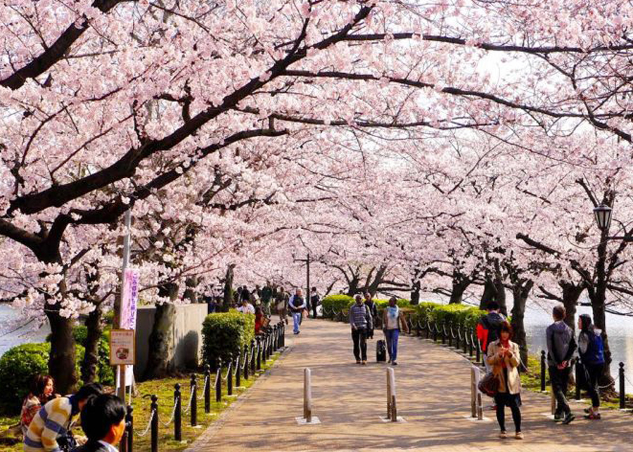 Mùa hoa anh đào Nhật Bản luôn thu hút du khách nước ngoài, trong đó có khách Việt Nam.