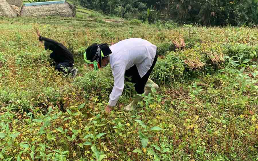 Nông dân thu hoạch tam giác mạch trên vùng trồng 50ha tại xã Phương Thiện, TP Hà Giang của Công ty JVGA đầu năm nay