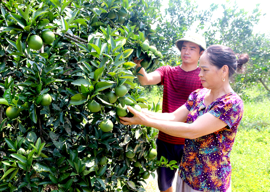 Người dân xã Vĩnh Hảo (Bắc Quang) kiểm tra sự phát triển của cam.
