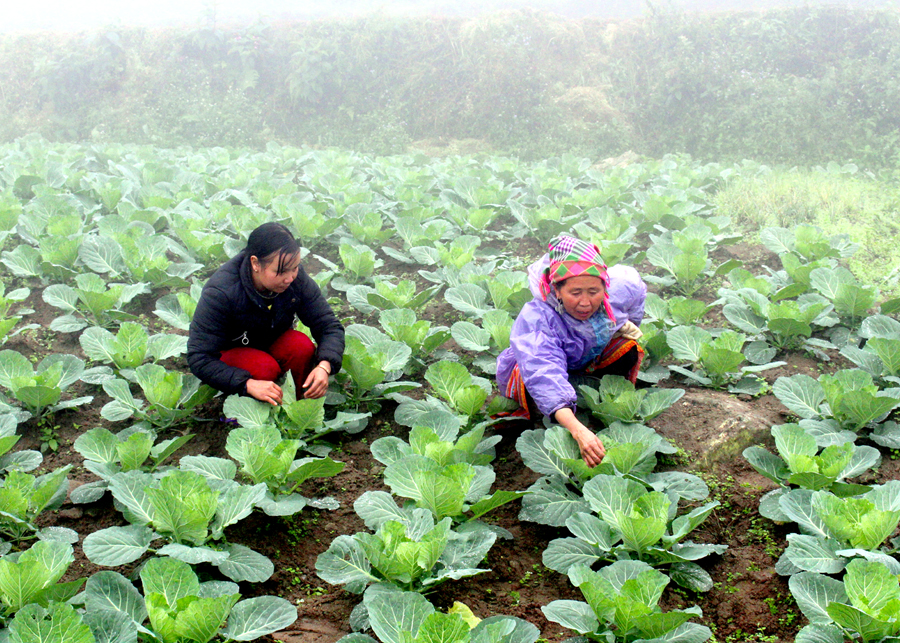 Mô hình trồng Bắp cải vụ Đông đem lại thu nhập cao của nông dân xã Thàng Tín (Hoàng Su Phì).
