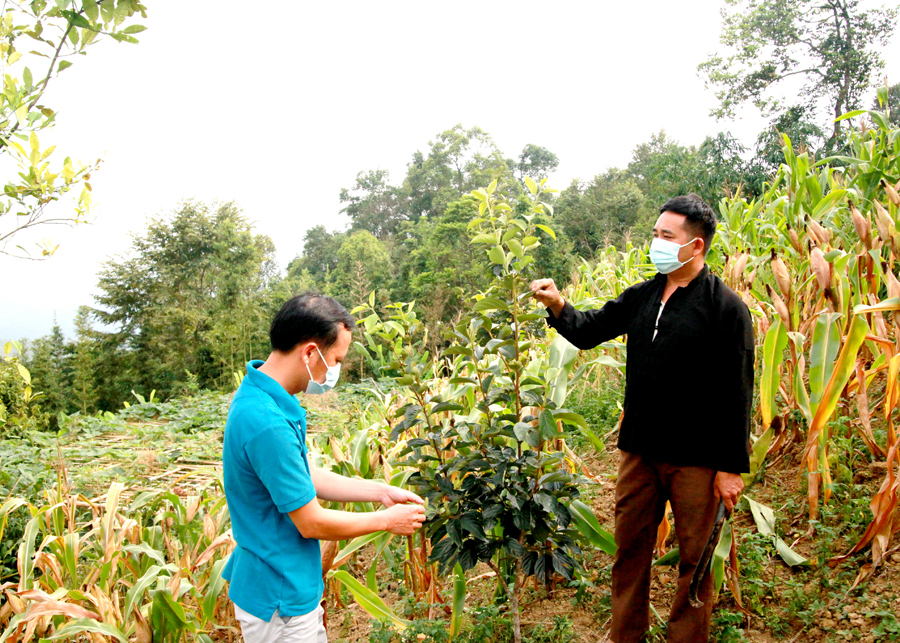 Người dân xã Đông Minh (Yên Minh) tập trung cải tạo vườn tạp, nâng cao sinh kế.