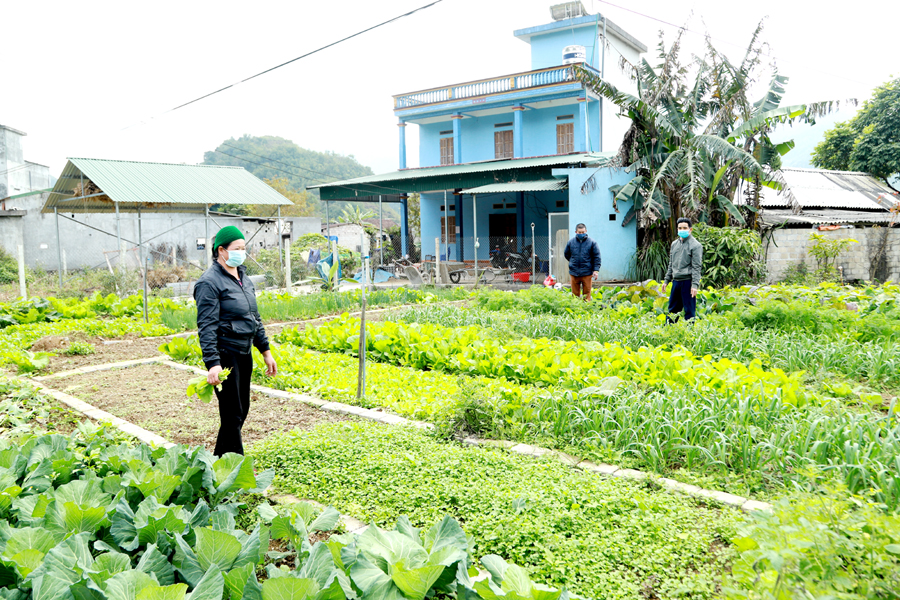 Gia đình anh Dỉ Xuân Cường, thôn Thanh Long, xã Thanh Vân (Quản Bạ) cải tạo vườn tạp trồng rau cho hiệu quả cao.
