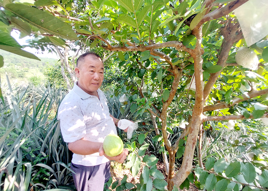 Nông dân xã Hữu Vinh (Yên Minh) trồng cây ăn quả đem lại thu nhập cao.                    

