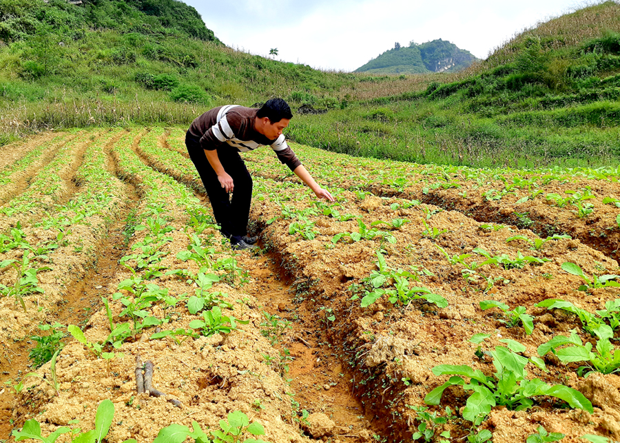 Vùng nguyên liệu Củ cải đường của Hợp tác xã sản xuất nông nghiệp Xín Mần.
