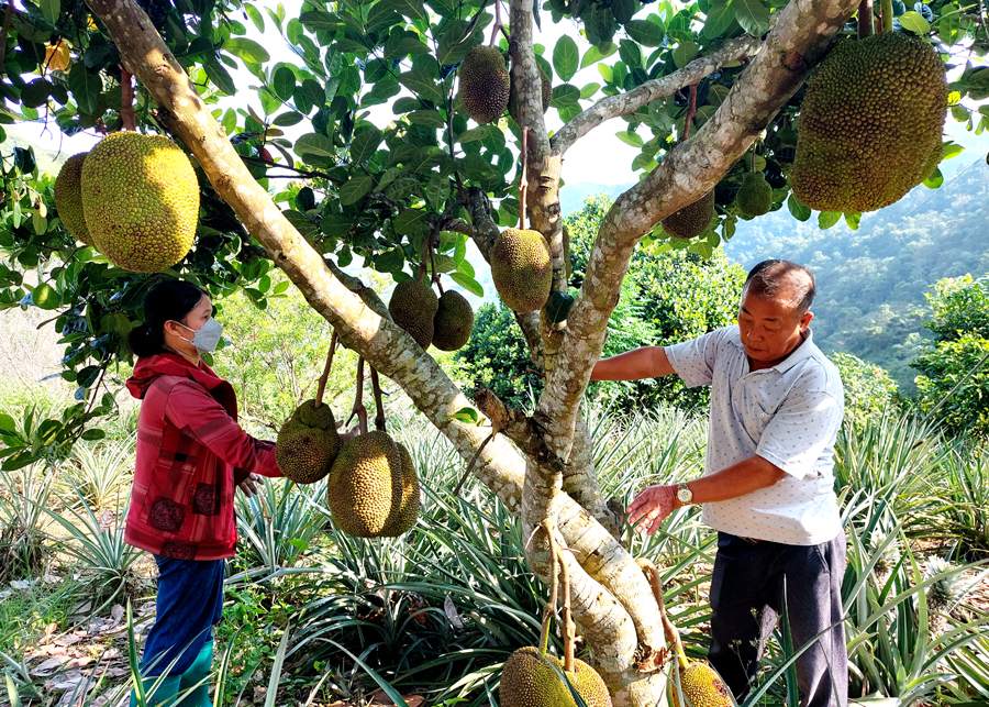 Những trái Mít thái đang chuẩn bị cho thu hoạch.