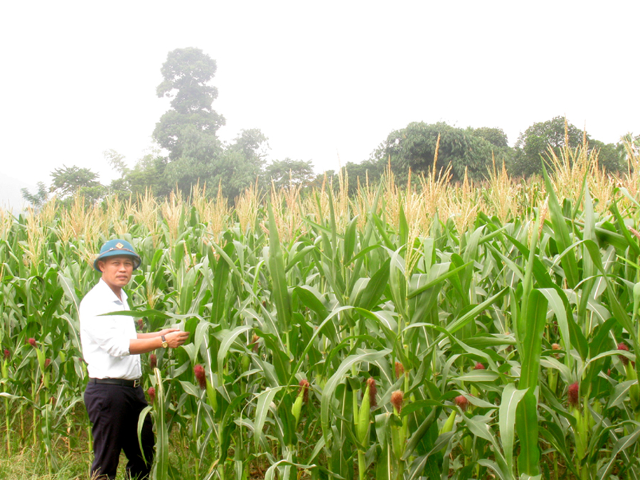Kim Ngọc chuyển 25 ha đất sản xuất trồng ngô sinh khối chăn nuôi trâu, bò.