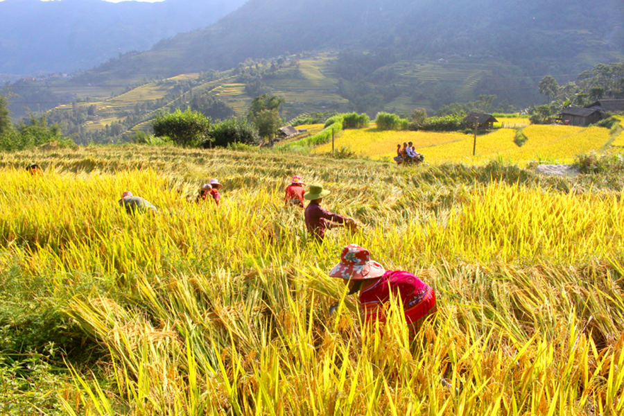 Người dân xã Tả Sử Choóng thu hoạch lúa trên những thửa ruộng bậc thang.
